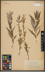 Foto von Salix alba L.